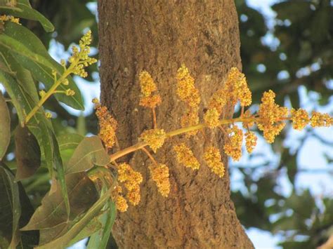  The Zombie Mango Tree: Cures for Greed and the Unexpected Rewards of Generosity